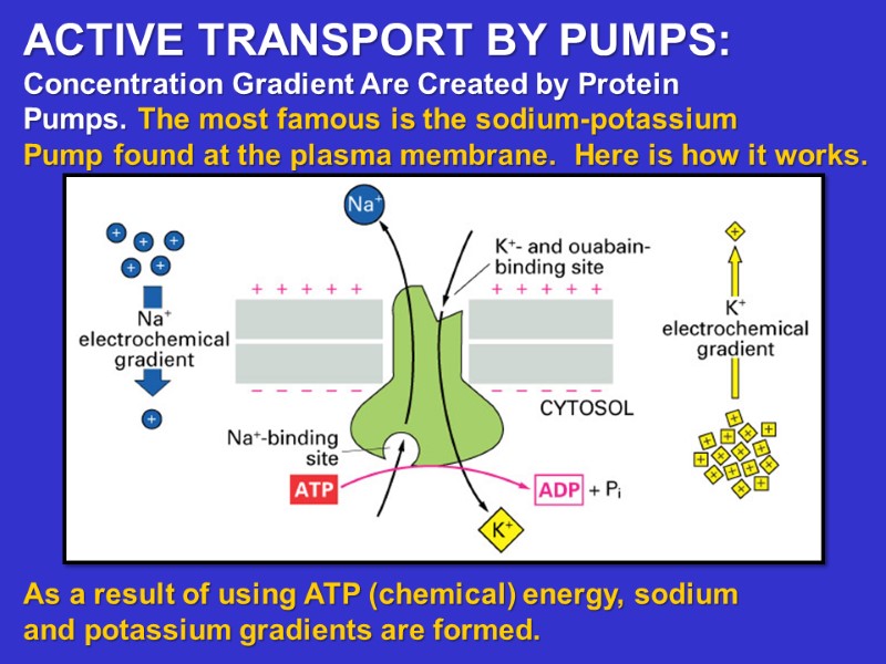 ACTIVE TRANSPORT BY PUMPS:   Concentration Gradient Are Created by Protein Pumps. The